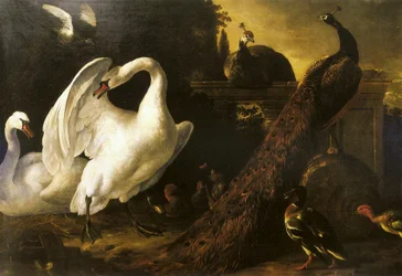Swans and Peacocks